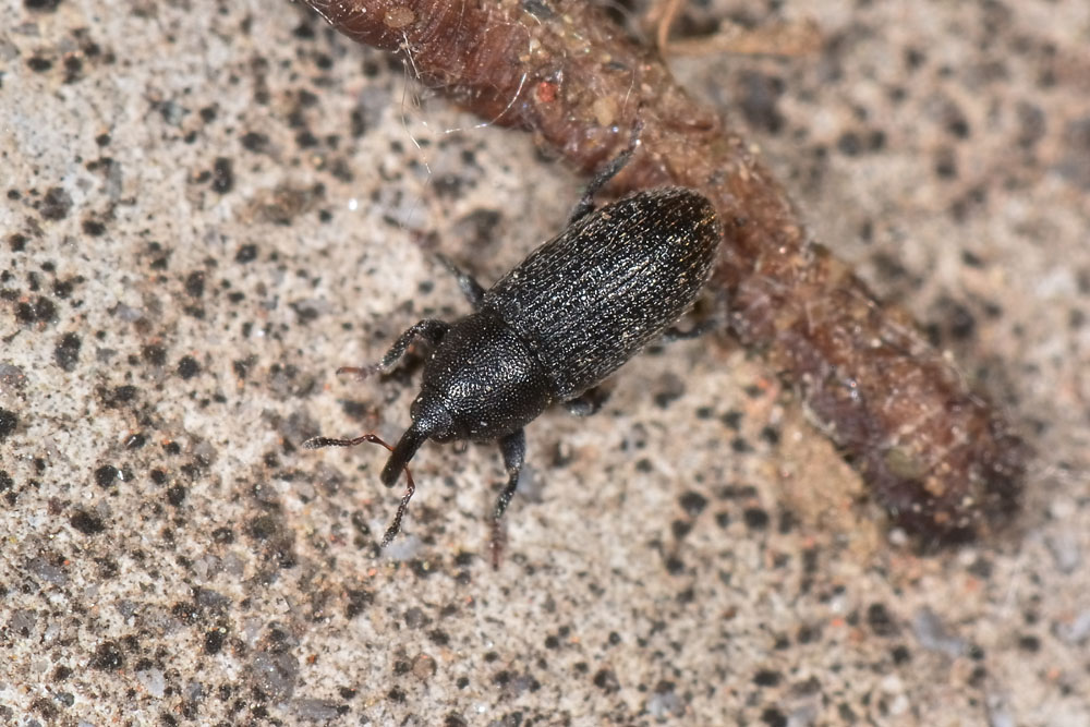 Curculionidae:  Mecinus pyraster?  S  !